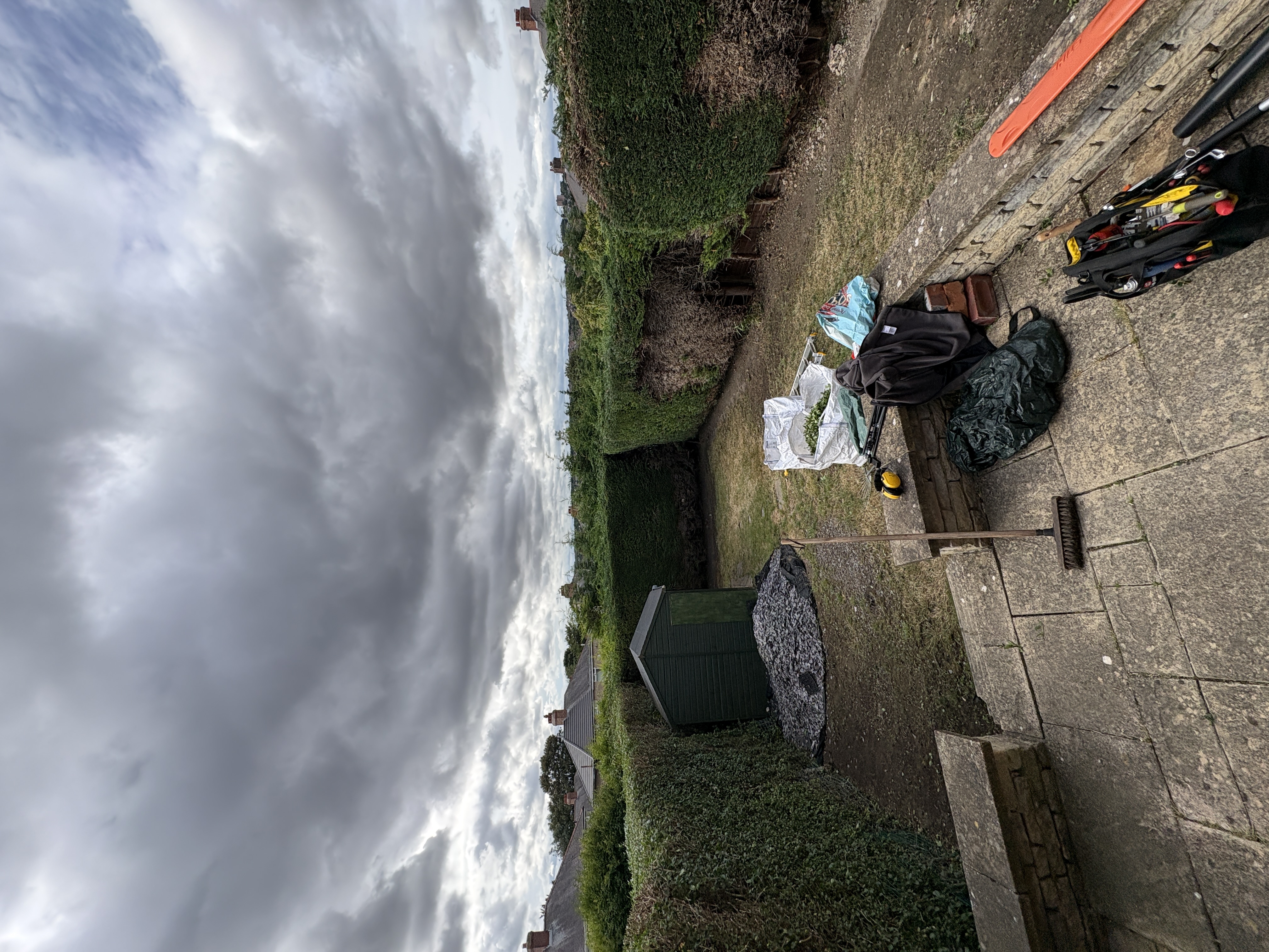 Conifer hedge after height reduction