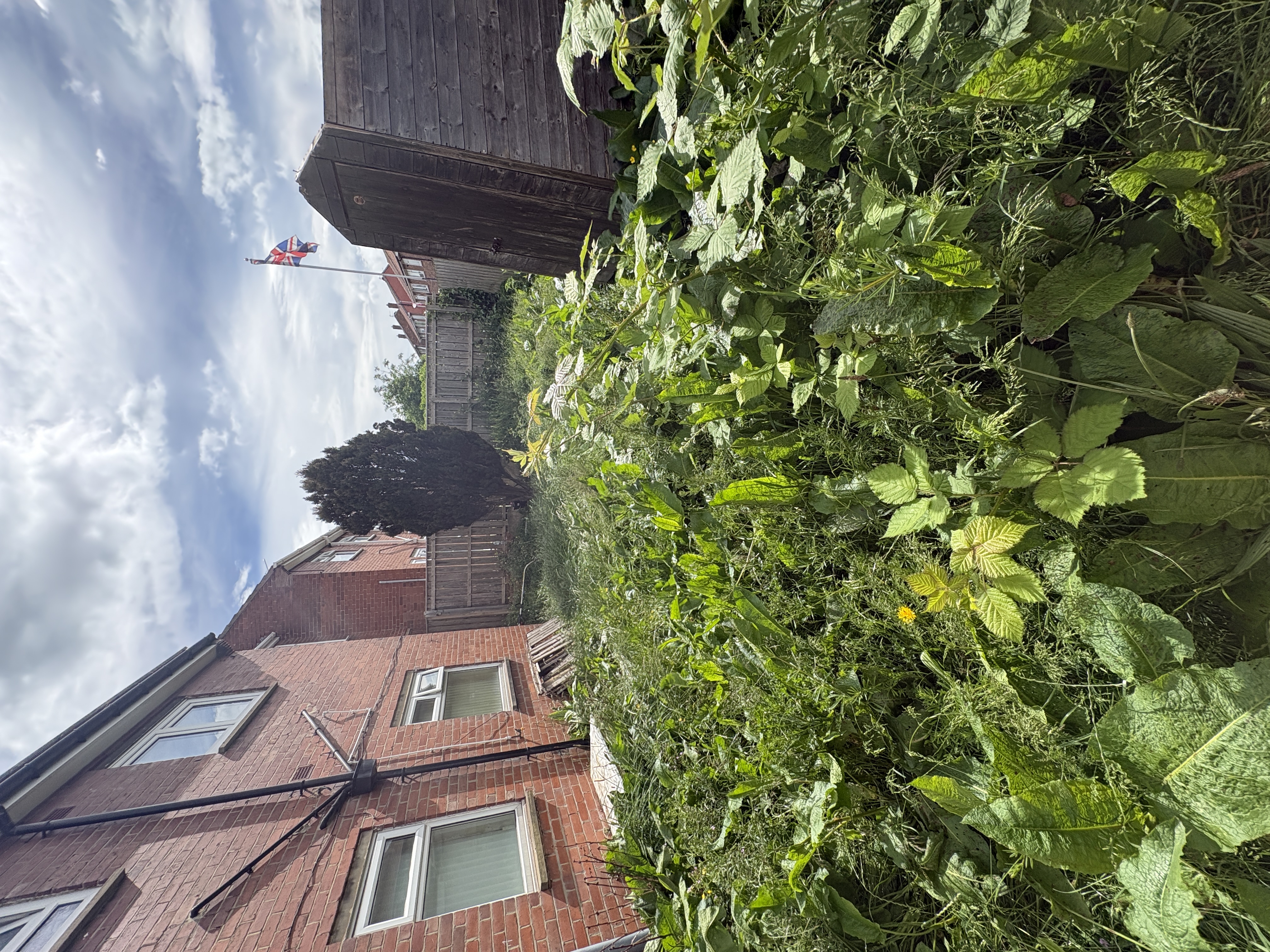 Heavily overgrown garden before clearance